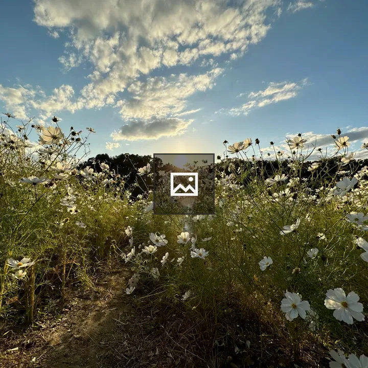 Field of white flowers