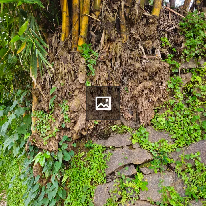 Dense bamboo roots and stems