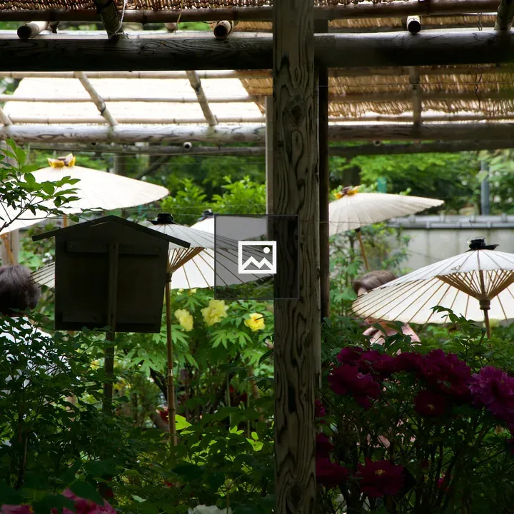 Japanese garden scene with bamboo umbrellas