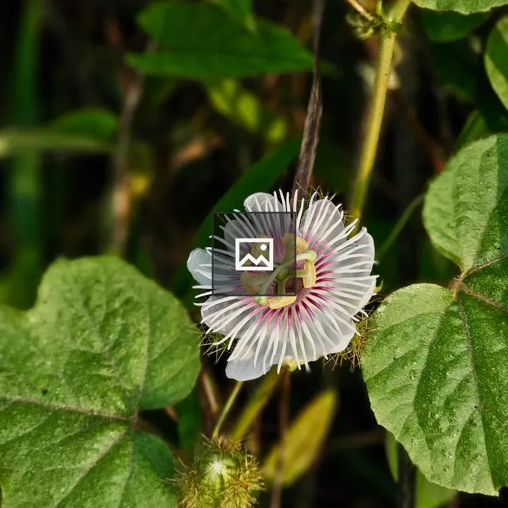 Passion flower blooming on vine