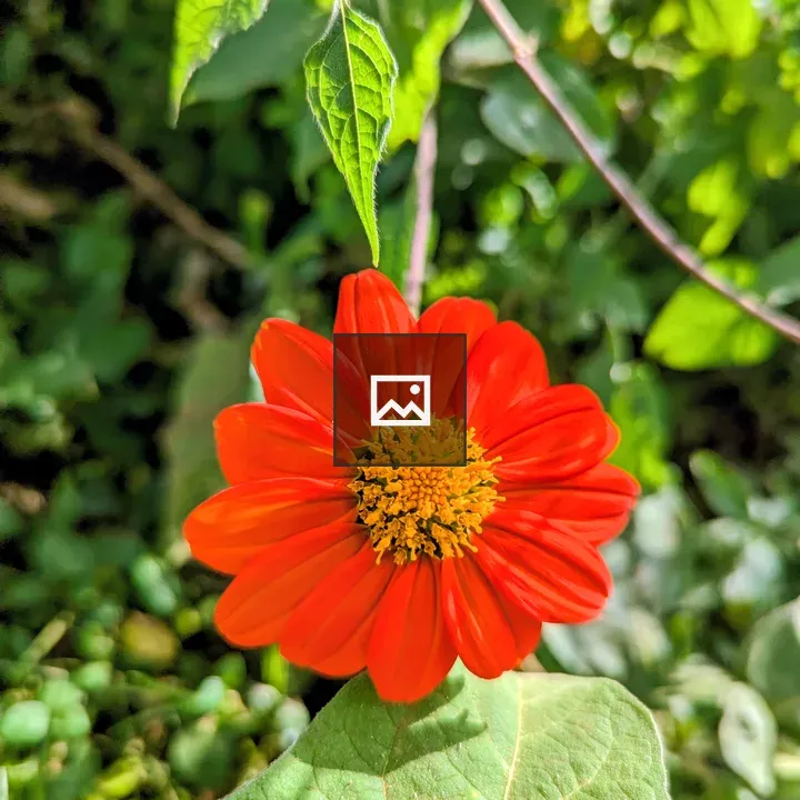 Close-up of orange flower