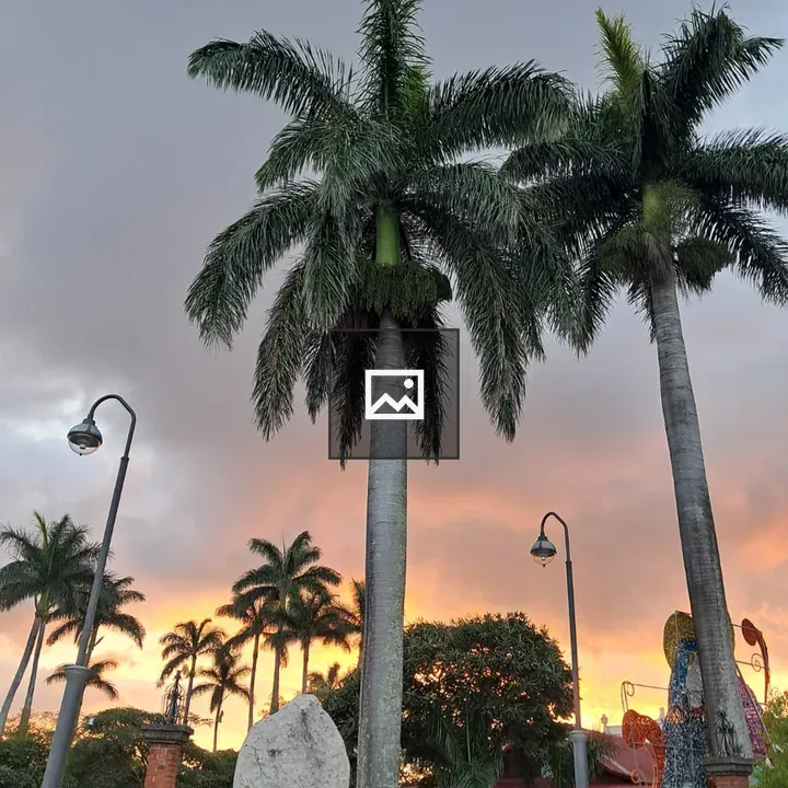 Tall palm trees at sunset