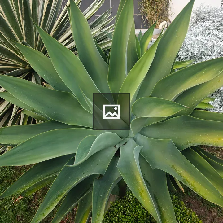 Agave Plant