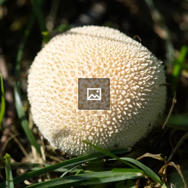 Meadow Puffball in Grass