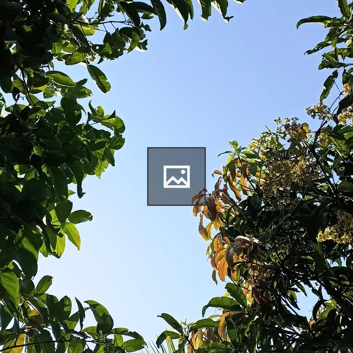Leaves Under Blue Sky