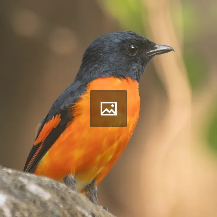 Orange Minivet on Branch