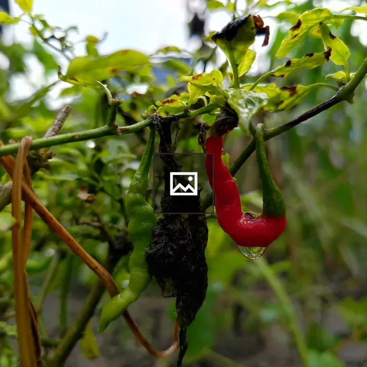 Red and green chili peppers on plant