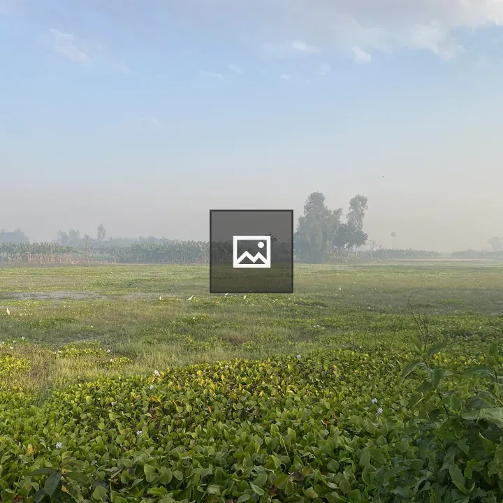 Mist and Field Scene
