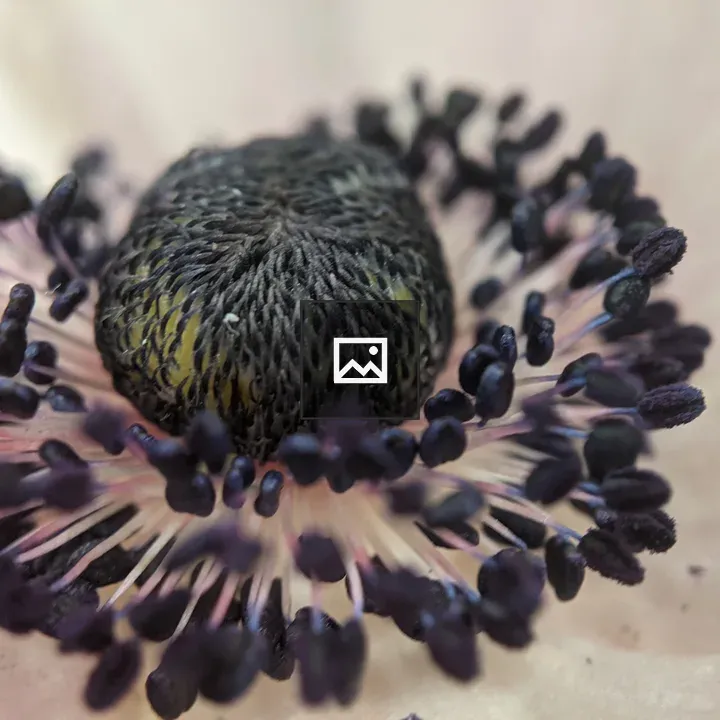 Center of a flower