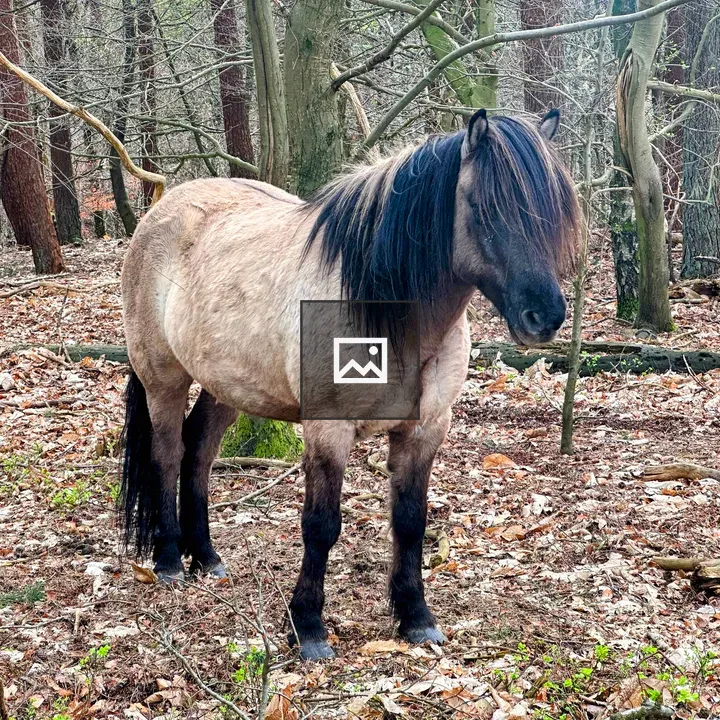 Horse in the Woods