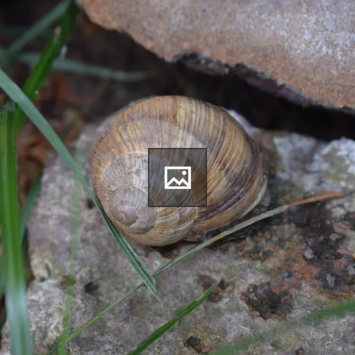Snail on rock close-up