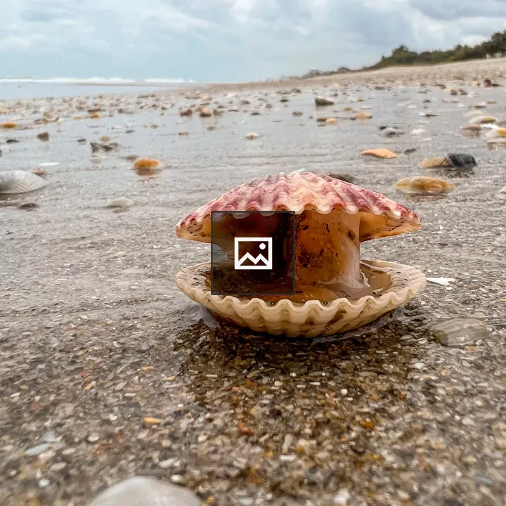 Scallop on Beach