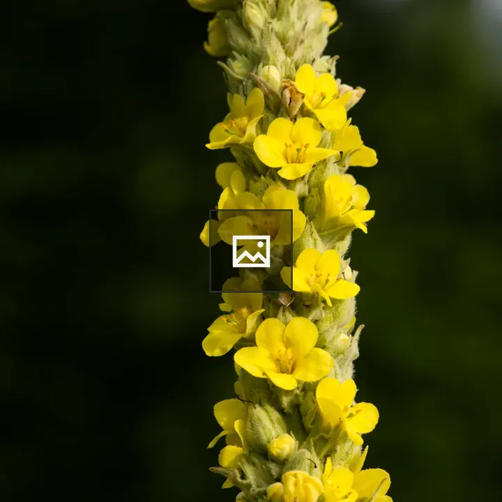 Yellow flowers of small-flowered mullein