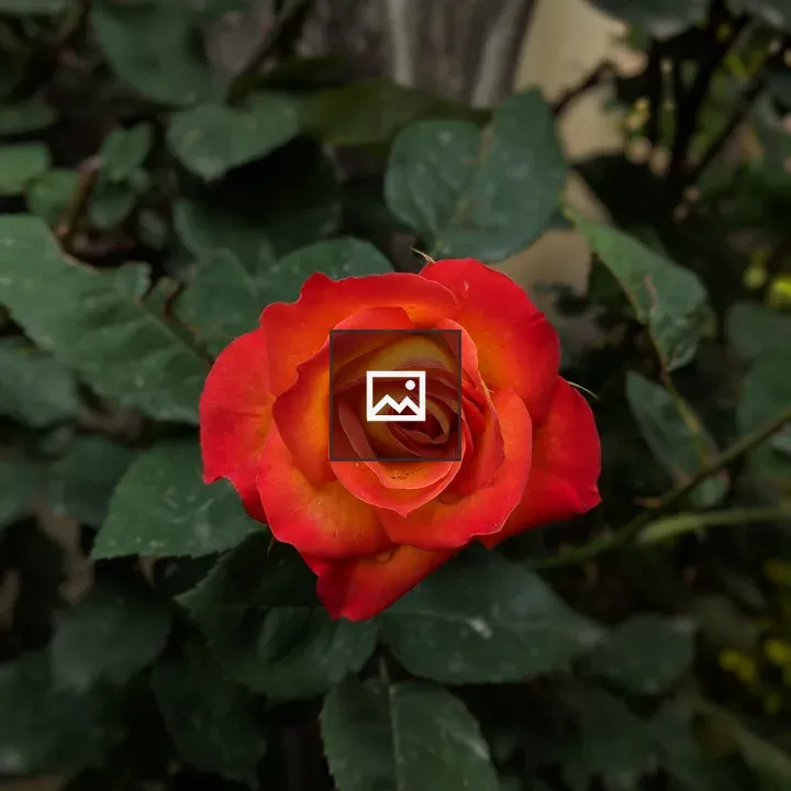 Rose flower close-up