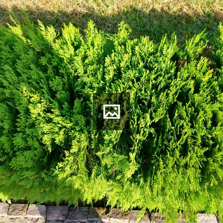 Green shrub with needle-like foliage