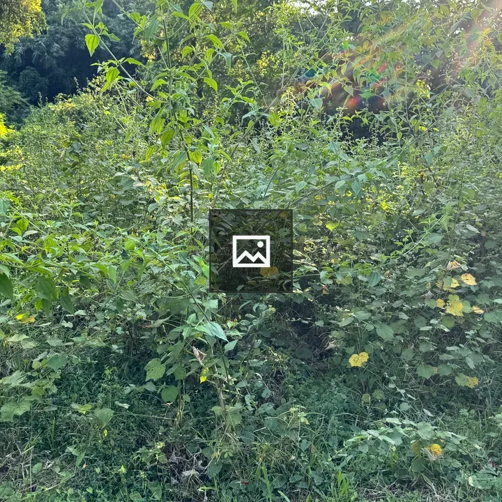 Sunlit forest groundcover and weeds