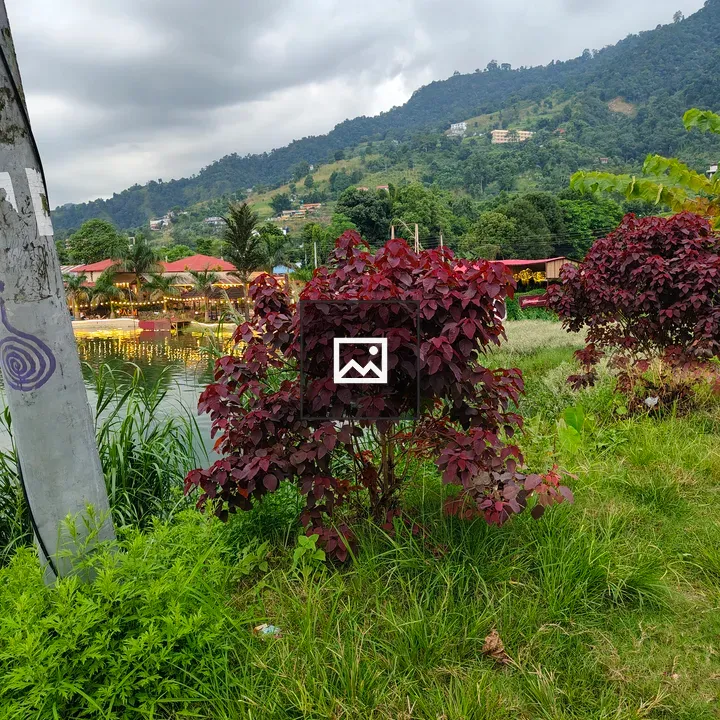 Red-leaved bush in landscape