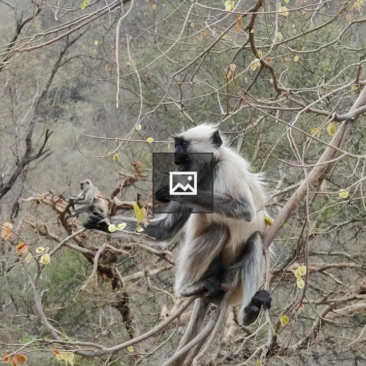 Gray langur on tree branches