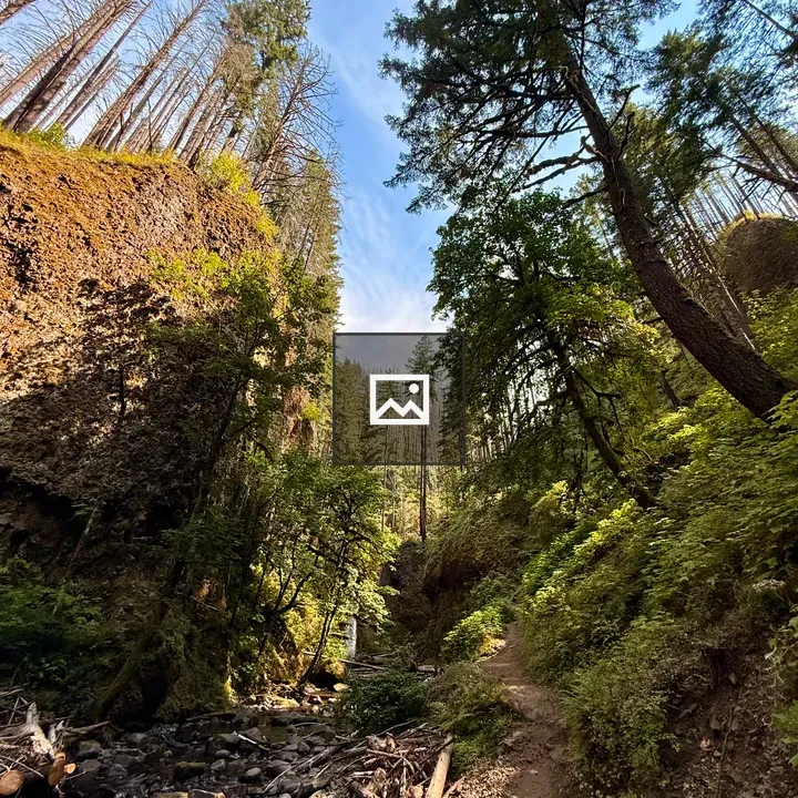 Forest trail in Columbia River Gorge