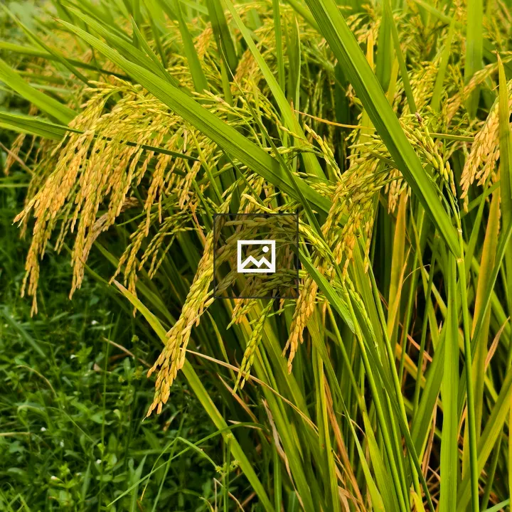 Golden rice stalks in field