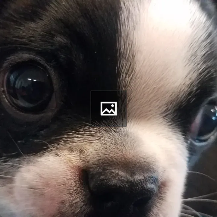 Puppy Eyes