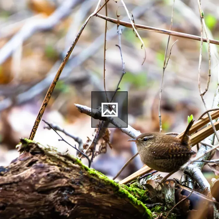 Winter wren on a tree branch