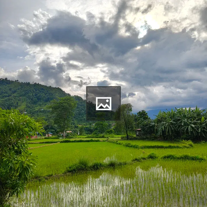 Rice fields landscape