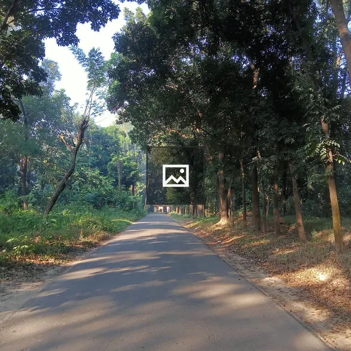 Morning sunshine on tree-lined road