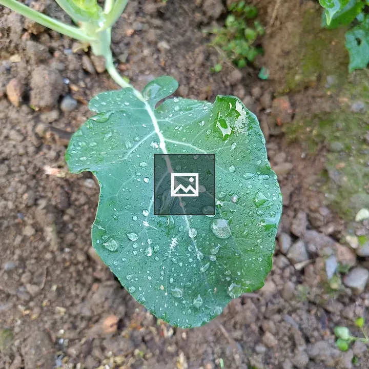 Green cauliflower leaf close-up