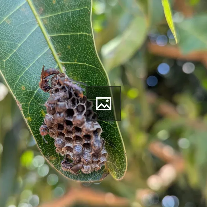 Fruit wasp on mango leaf