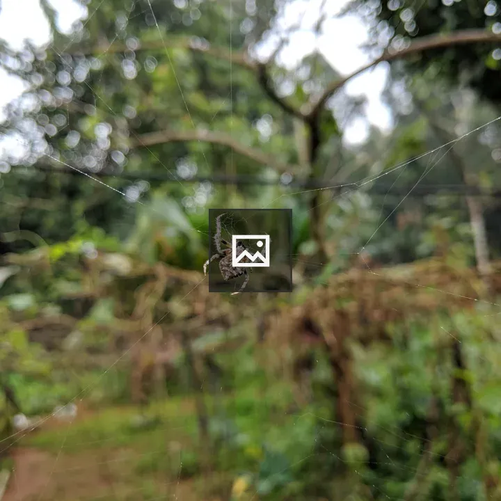 Waiting for prey spider on web