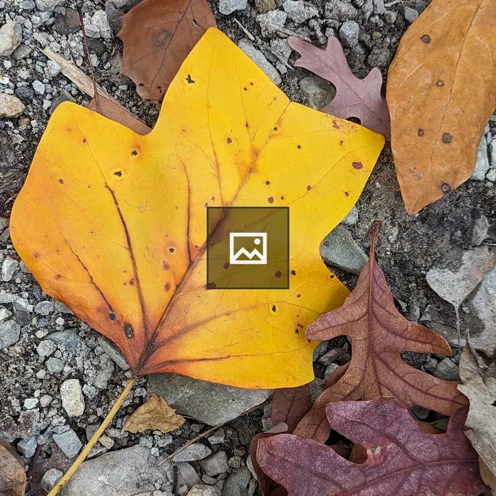 Leaves on Ground in Fall Colors