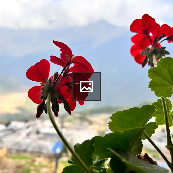 Ghandruk village with red flowers