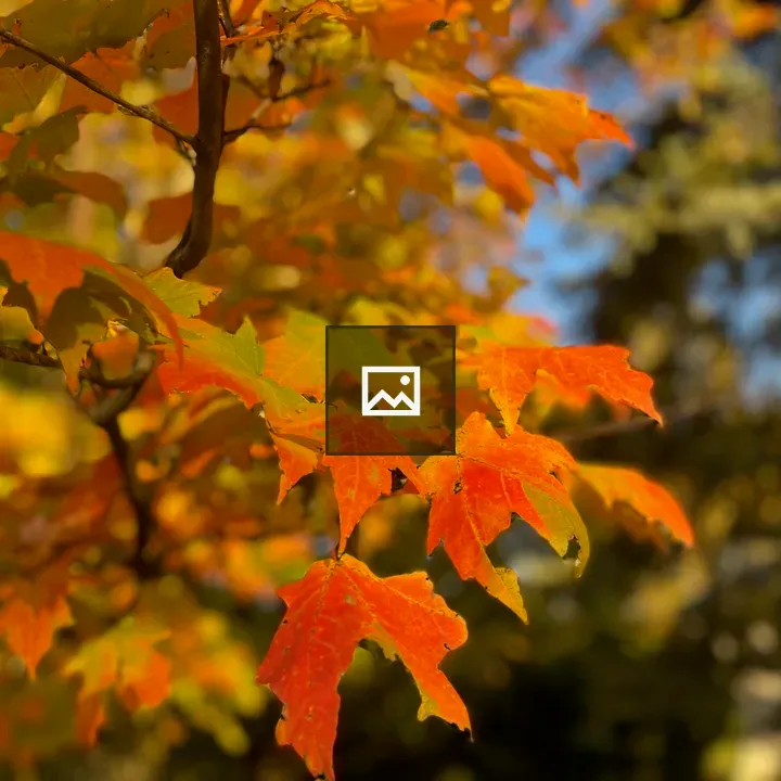 Autumn Leaves in Green and Orange