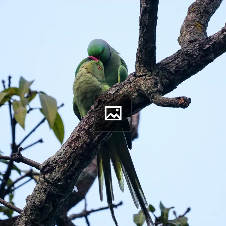 Two green parakeets on branch