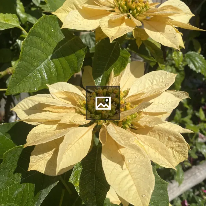 Close-up of two yellow blossoms