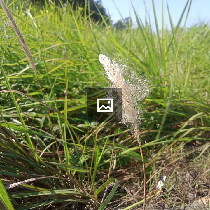 White catkin with grasses