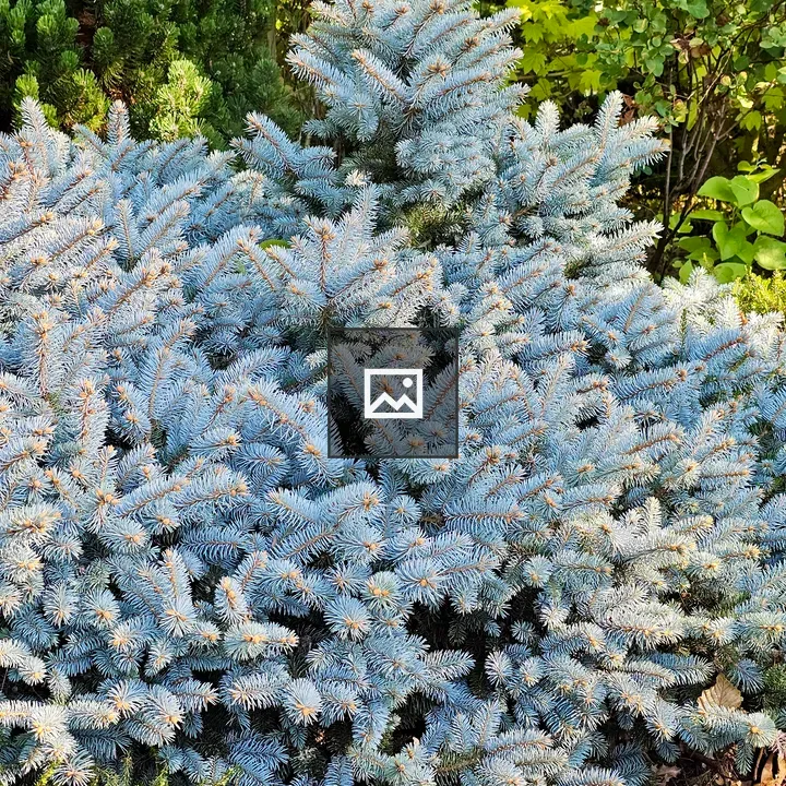 Mugo Pine with Grass in Portland