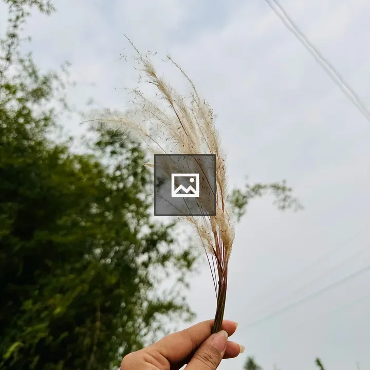 Flower of grass in a girl’s hand