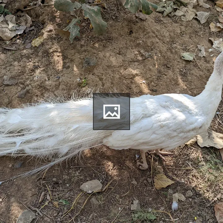 White Peacock in Landscape