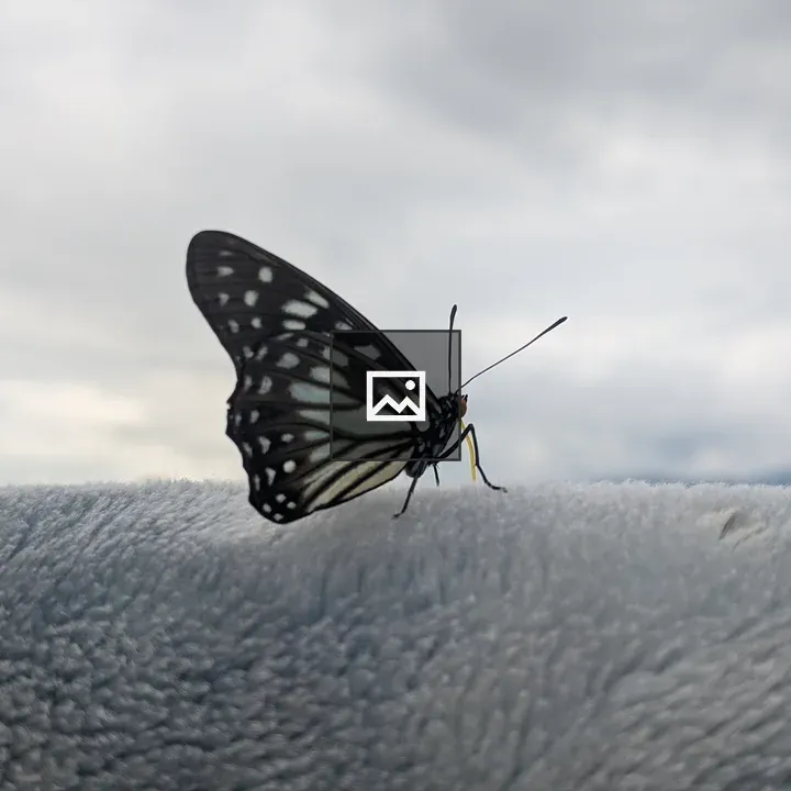 Butterfly closeup