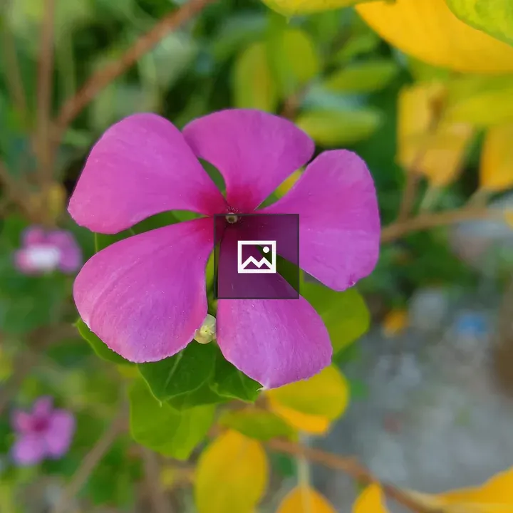 Close-up pink flower