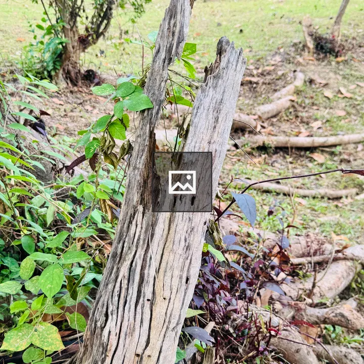 Grey wooden stump in garden