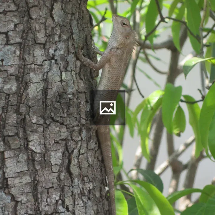 Lizard on Tree Bark