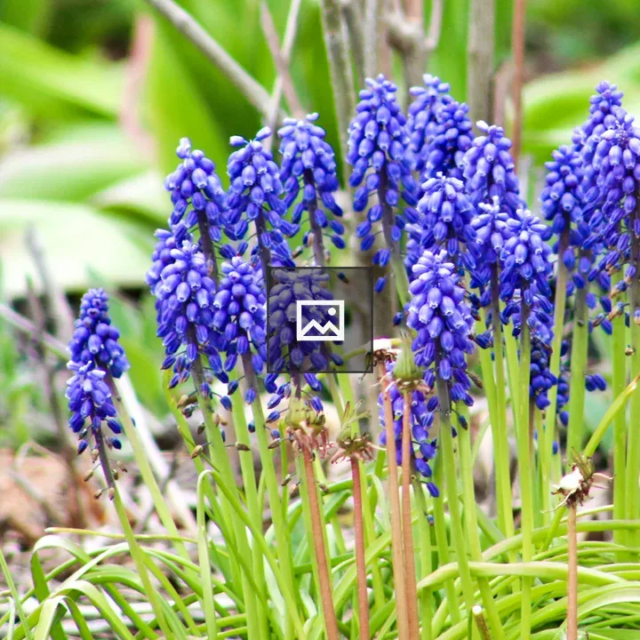 Blue Grape Hyacinth Flowers