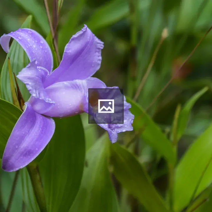Blazing Purple Guaria Morada