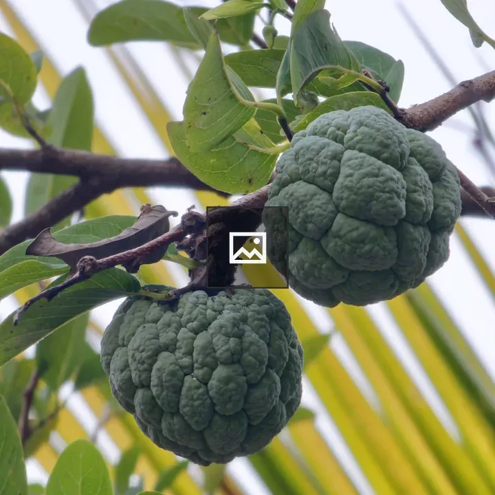 Two green custard apples