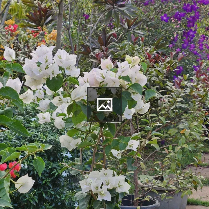 Garden Bougainvillea in Bloom