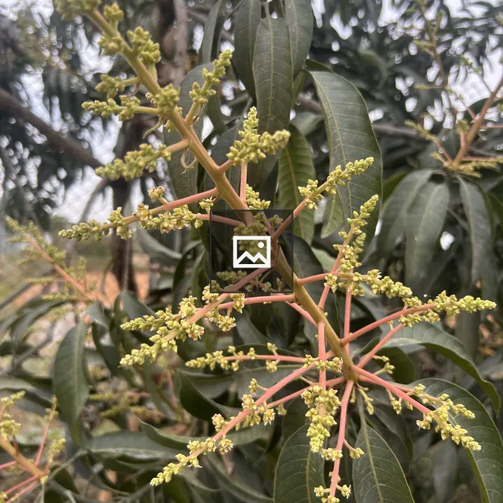 Flowering Branch Buds