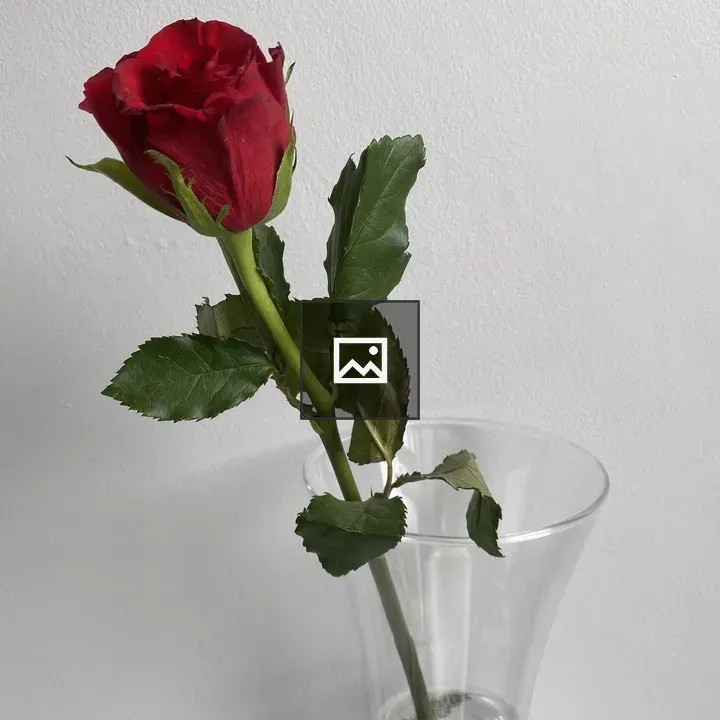 St. Valentine’s Day Rose